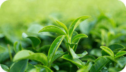 Di foglie di Tè Verde