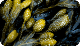 Alga Bruna